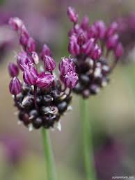 Attēlu rezultāti vaicājumam “Allium scorodoprasum leaf”