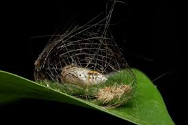 Attēlu rezultāti vaicājumam “Phylloneta cocoon”