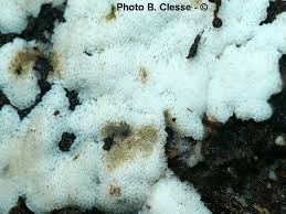 Attēlu rezultāti vaicājumam “Physisporinus sanguinolentus”