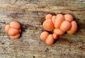 Attēlu rezultāti vaicājumam “Lycogala cf. oleocrystalliferum sessile”