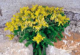 Attēlu rezultāti vaicājumam “Sedum sexangulare leaf”