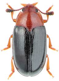 Attēlu rezultāti vaicājumam “Triplax aenea”