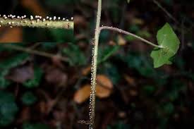 Attēlu rezultāti vaicājumam “Craterium leucocephalum var. scyphoides stalked”