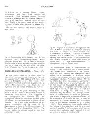 Attēlu rezultāti vaicājumam “Diachea leucopodia young”