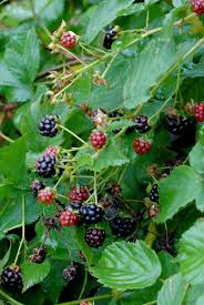 Attēlu rezultāti vaicājumam “Rubus plicatus leaf”