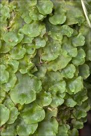 Attēlu rezultāti vaicājumam “Pellia epiphylla sporophyte”