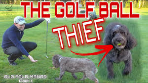 Image result for Old Fold Manor Golf Club Ltd