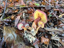 Attēlu rezultāti vaicājumam “Gymnopilus picreus”