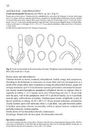 Attēlu rezultāti vaicājumam “Ochropsora ariae spores”