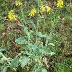 Attēlu rezultāti vaicājumam “Brassica napus fruit”