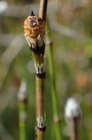 Attēlu rezultāti vaicājumam “Equisetum variegatum”