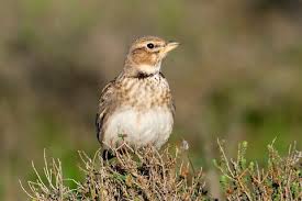 Image result for Melanocorypha calandra