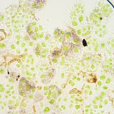 Attēlu rezultāti vaicājumam “Fellhanera subtilis”