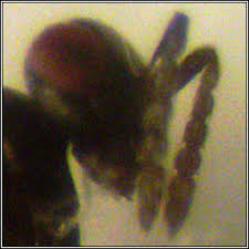 Attēlu rezultāti vaicājumam “Rabdophaga heterobia”