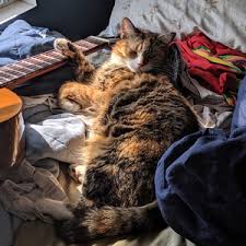 Image result for Cat sleeping in guitar