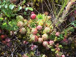 Attēlu rezultāti vaicājumam “Jovibarba globifera bud”