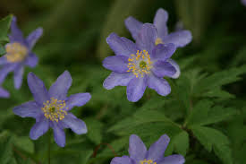Attēlu rezultāti vaicājumam “Anemone nemorosa”