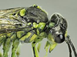 Attēlu rezultāti vaicājumam “Tenthredo campestris female”