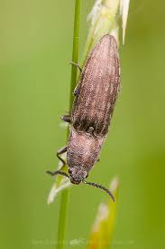 Attēlu rezultāti vaicājumam “Actenicerus sjaelandicus”