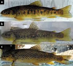 Image result for Salmo macrostigma