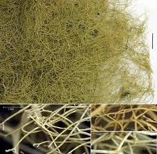 Attēlu rezultāti vaicājumam “Ramalina thrausta”