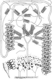 Attēlu rezultāti vaicājumam “Didymium annulisporum spores”