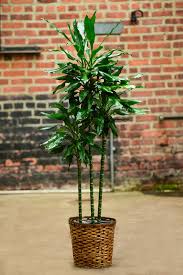 Attēlu rezultāti vaicājumam “Diderma roanense stalked”