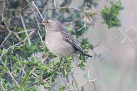 Attēlu rezultāti vaicājumam “Passer domesticus juvenile”