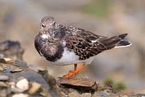 Attēlu rezultāti vaicājumam “Talitrus saltator”