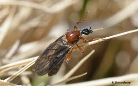 Attēlu rezultāti vaicājumam “Bibionidae female”