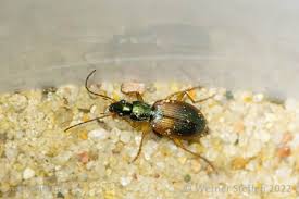 Attēlu rezultāti vaicājumam “Anchomenus dorsalis”