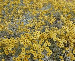 Image result for Helichrysum lindleyii