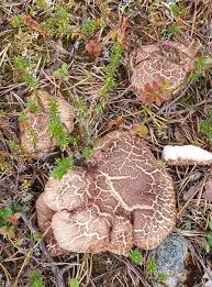 Attēlu rezultāti vaicājumam “Sarcodon imbricatum”