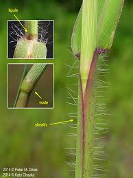 Attēlu rezultāti vaicājumam “Digitaria ischaemum leaf”