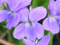 Attēlu rezultāti vaicājumam “Viola hirta”