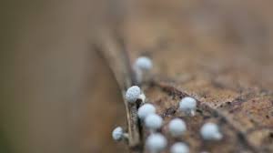 Attēlu rezultāti vaicājumam “Craterium minutum young”