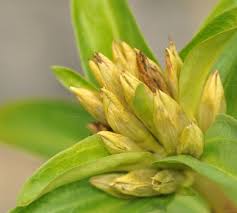 Attēlu rezultāti vaicājumam “Gentiana cruciata bud”