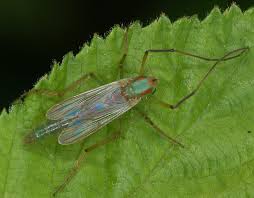 Attēlu rezultāti vaicājumam “Chironomidae imago”