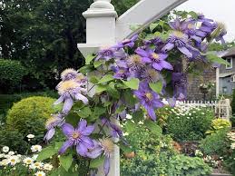 Attēlu rezultāti vaicājumam “Clematis”