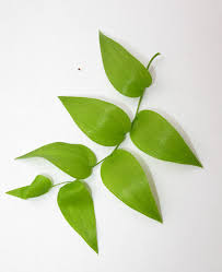 Attēlu rezultāti vaicājumam “Polygonatum multiflorum  leaf”