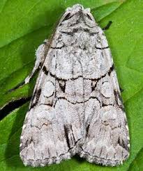 Attēlu rezultāti vaicājumam “Chionaspis salicis imago”