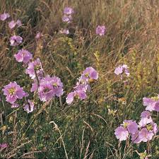 Image result for Malva moschata