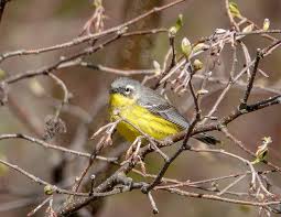 Image result for Dendroica magnolia