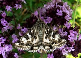 Attēlu rezultāti vaicājumam “Protoschinia scutosa”