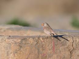 Image result for Bucanetes githagineus