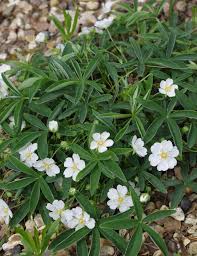 Attēlu rezultāti vaicājumam “Potentilla alba”