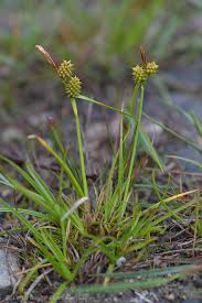 Attēlu rezultāti vaicājumam “Carex viridula”