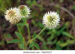 Attēlu rezultāti vaicājumam “Trifolium montanum”