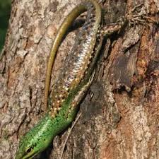 Risultati immagini per dasia smaragdina