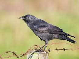 Attēlu rezultāti vaicājumam “Corvus monedula adult”